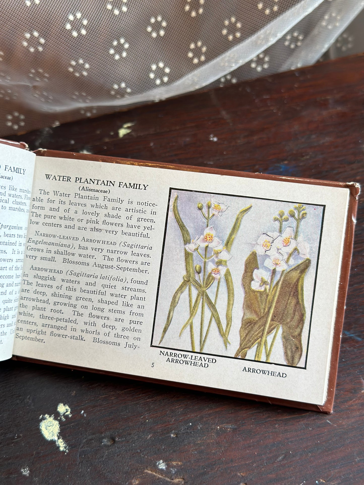 Wild Flowers of America Mini Hardcover Booklet